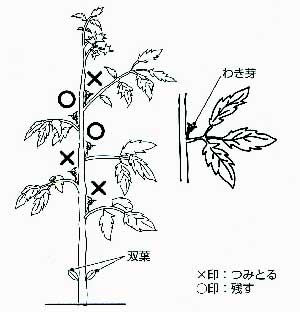 �g�}�g�@�n�C�|�j�J�@�ƒ�؉�